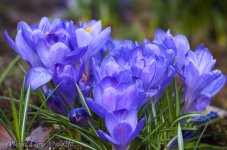 First flowers 2012 #2.jpg