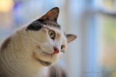 curious cat.jpg