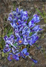 Painted crocus.jpg