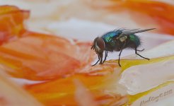 Fly on shrimp.jpg