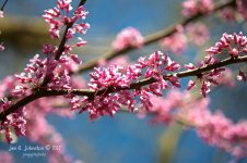 14-Redbuds.jpg