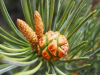 Young Pine Day 107.jpg