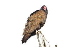 Image 1.jpg