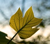 Backlit Leaf.jpg