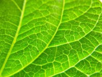 Chlorophyl Day108.jpg