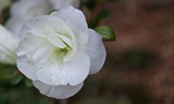 White Flower.jpg