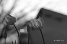 41912 black white.jpg