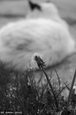 041912 black white.jpg