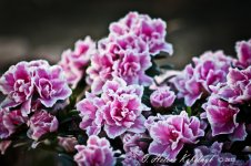 _DSC0295-Edit.jpg