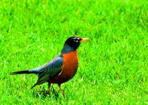 robin tonemapped resized.jpg