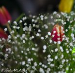 _DSC0305.jpg