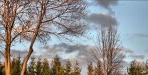 simple sun on trees resized.jpg