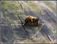 bee2.jpg bee2.jpg