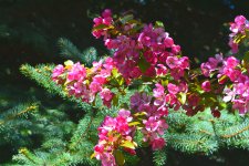 crab apple 2.jpg