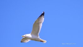 sea gull.jpg