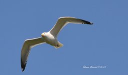 sea gull 2.jpg