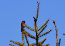 bluebird resized.jpg