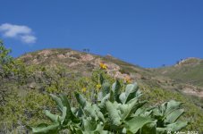DSC_0387.jpg