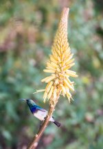 South African Adventure June 2014 (266 of 383).jpg