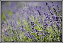 Lavender-6.jpg