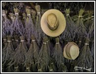 Lavender-4.jpg