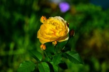 rose1.jpg