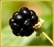 DSC_7145.jpg