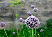flowers against the wall.jpg