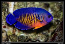Day171CoralReefAngel.jpg
