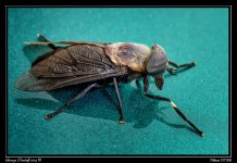 Day173Fly.jpg