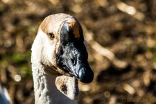 DSC_9726.jpg