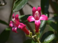 PinkFlower.jpg