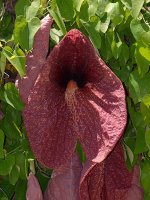 Aristolochia.jpg