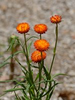CornFlowers.jpg