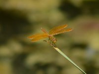 DragonFly.jpg