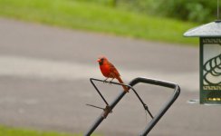 DSC_0170.jpg