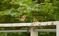 DSC_0176.jpg