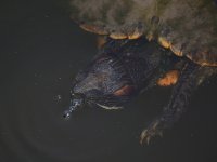 Turtle.jpg