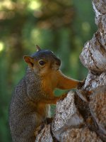 Squirrel2.jpg