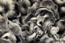 20140621-D81_2697-B&W.jpg