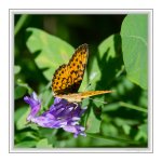 Butterfly.jpg