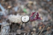 DSC_0068.jpg