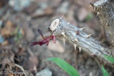 DSC_0070.jpg