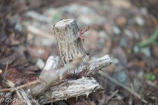 DSC_0071.jpg