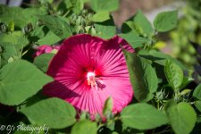 DSC_0092.jpg