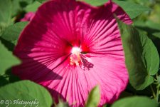 DSC_0093.jpg