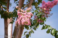 DSC_0098.jpg