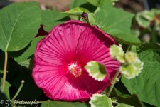 DSC_0102.jpg