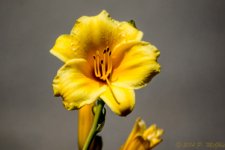 DSC_9741.jpg