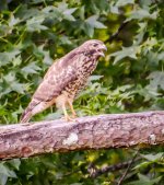 DSC_8396.jpg